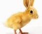 Les animaux fantastiques