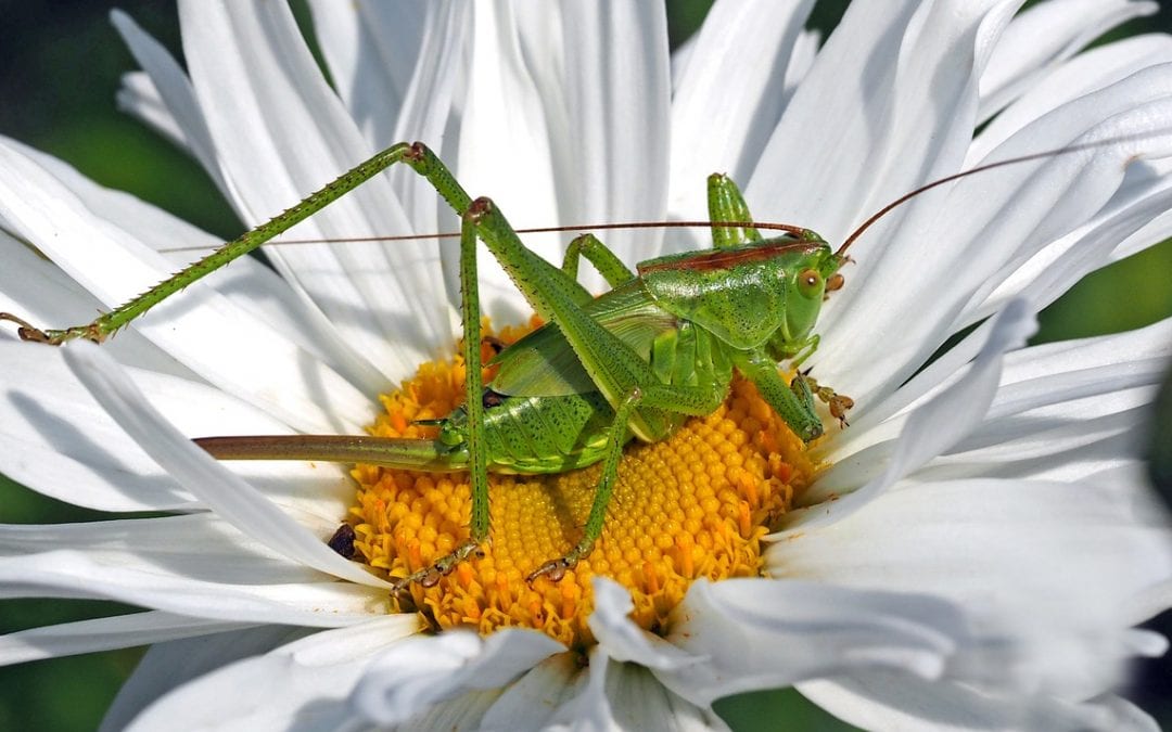 Manger des insectes ? – séquence pédagogique A1