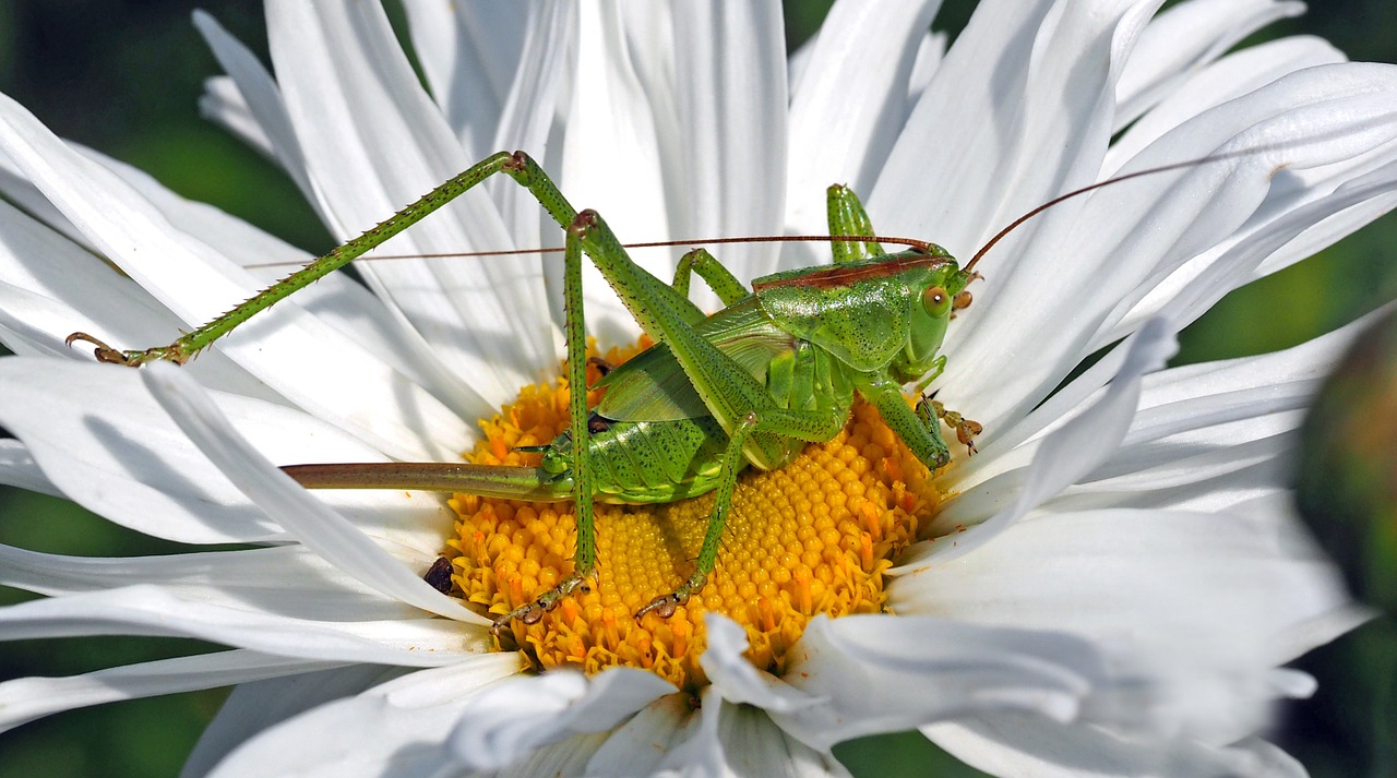 Manger des insectes ?