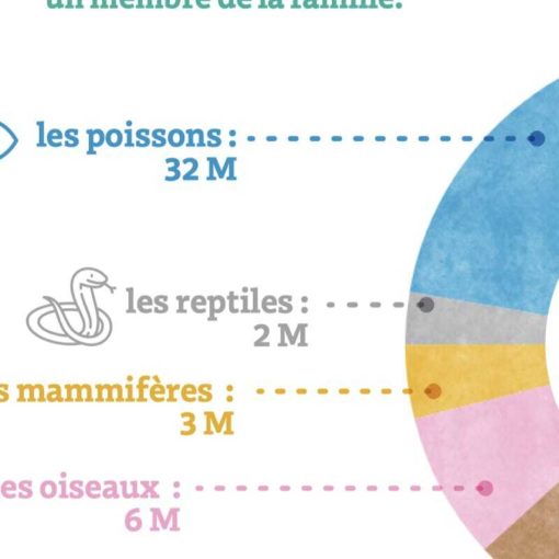 infographies FLE A1-A2 café animaux parc attractions